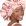 Blush Pink